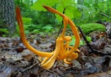 Clavulinopsis fusiformis image
