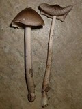 Amanita sect. Vaginatae image