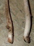 Amanita sect. Vaginatae image