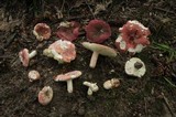 Russula cystidiosa image