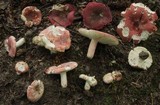 Russula cystidiosa image