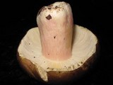 Russula clavipes image