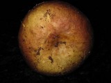 Russula clavipes image