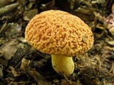 Xerocomus hortonii image