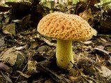Xerocomus hortonii image