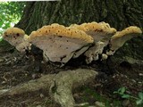 Inonotus dryadeus image