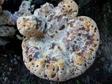 Inonotus dryadeus image