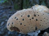 Inonotus dryadeus image