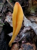Microglossum rufum image