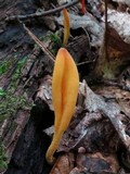Microglossum rufum image