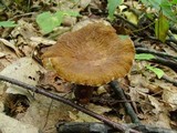 Lactarius gerardii image