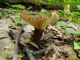 Lactarius gerardii image