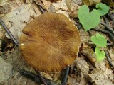 Lactarius gerardii image