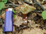 Lactarius gerardii image