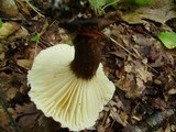 Lactarius gerardii image