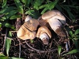 Cortinarius caperatus image