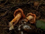 Cortinarius bolaris image
