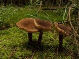 Lactarius lignyotus image