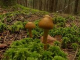 Cortinarius semisanguineus image