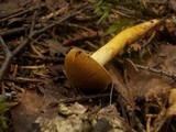 Cortinarius semisanguineus image