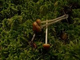 Galerina gibbosa image