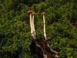 Galerina gibbosa image