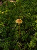 Galerina paludosa image