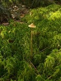 Galerina paludosa image