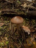 Amanita porphyria image