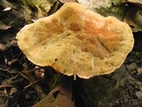 Hydnellum scrobiculatum image