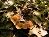 Hydnellum scrobiculatum image