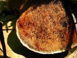 Hydnellum scrobiculatum image