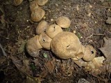 Scleroderma areolatum image