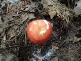 Russula rubescens image