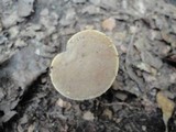 Boletellus intermedius image