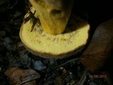 Boletus pruinatus image