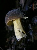 Boletus pruinatus image