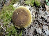 Boletinellus merulioides image