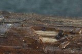 Leptosphaeria purpurea image
