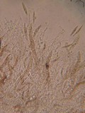 Leptosphaeria purpurea image