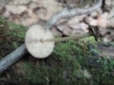 Pluteus phlebophorus image