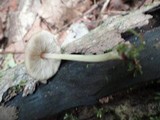 Pluteus phlebophorus image