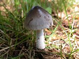 Amanita sect. Vaginatae image