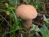 Boletus variipes image