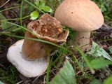 Boletus variipes image