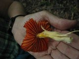 Humidicutis marginata image