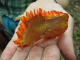 Humidicutis marginata image
