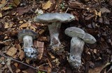 Tylopilus alboater image