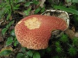 Suillus spraguei image