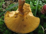 Suillus spraguei image